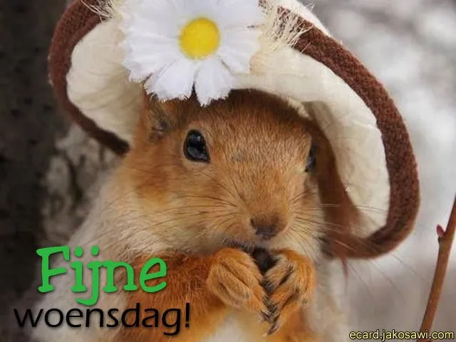 ᐅ fijne woensdag humor - Woensdag plaatjes ᐅ fijne woensdag humor - Woensdag plaatjes