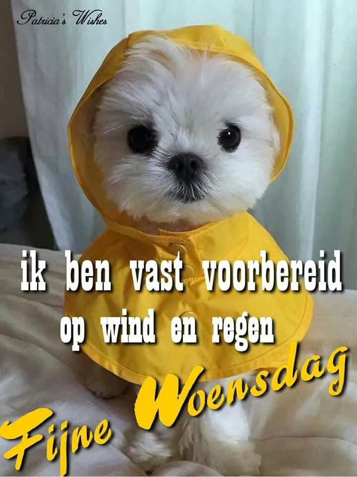 ᐅ fijne woensdag humor - Woensdag plaatjes ᐅ fijne woensdag humor - Woensdag plaatjes