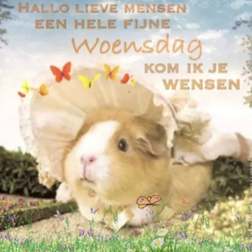 ᐅ fijne woensdag humor - Woensdag plaatjes ᐅ fijne woensdag humor - Woensdag plaatjes