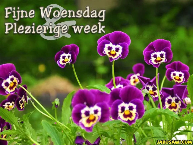 ᐅ fijne woensdag kerst - Woensdag plaatjes ᐅ fijne woensdag kerst - Woensdag plaatjes