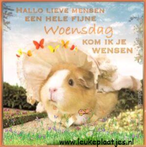fijne woensdag wensen