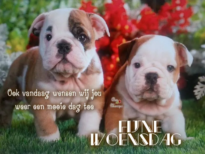 ᐅ fijne woensdag wensen - Woensdag plaatjes