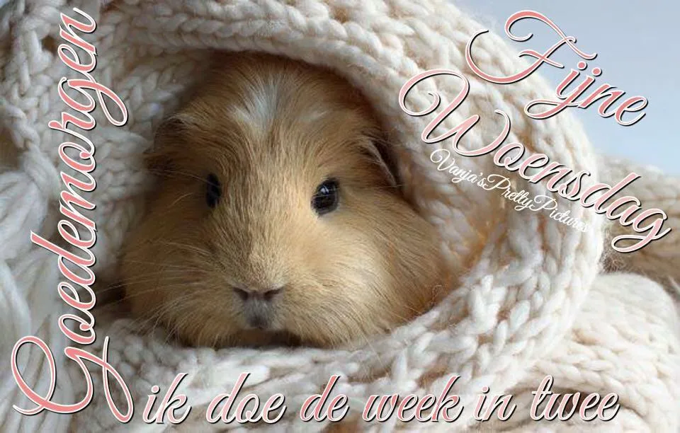 ᐅ fijne woensdagavond - Woensdag plaatjes