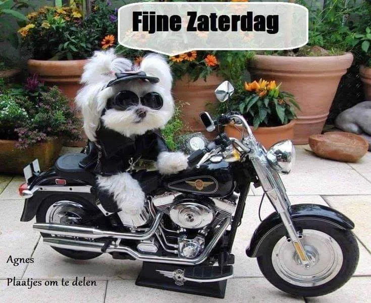 ᐅ fijne zaterdag - Vrijdag plaatjes