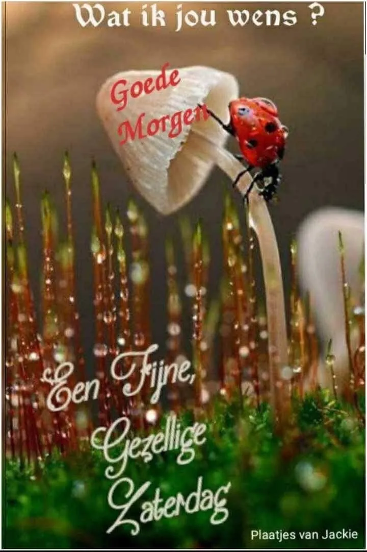 ᐅ fijne zaterdag bloemen - Zaterdag plaatjes