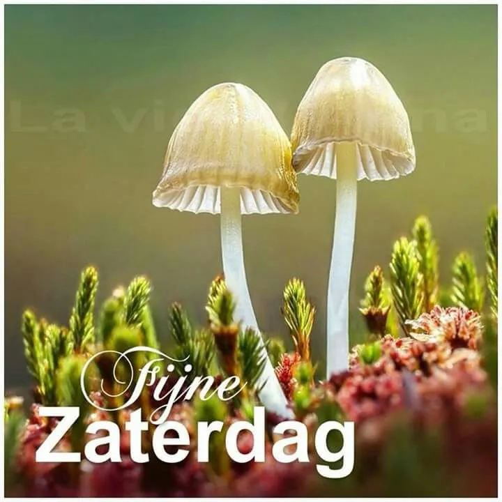 ᐅ fijne zaterdag bloemen - Zaterdag plaatjes