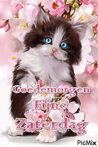 ᐅ fijne zaterdag gif - Zaterdag plaatjes