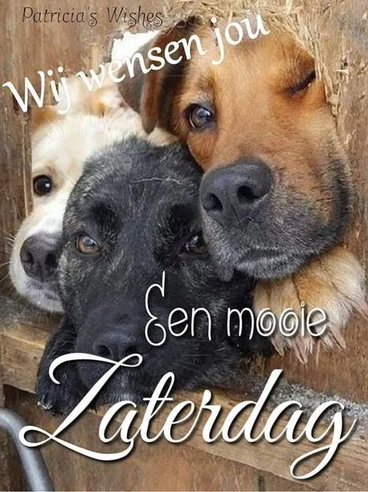 ᐅ fijne zaterdag humor - Zaterdag plaatjes