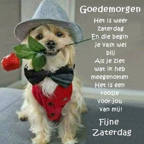 ᐅ fijne zaterdag humor - Zaterdag plaatjes