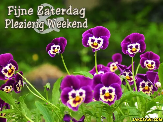 ᐅ fijne zaterdag humor - Zaterdag plaatjes