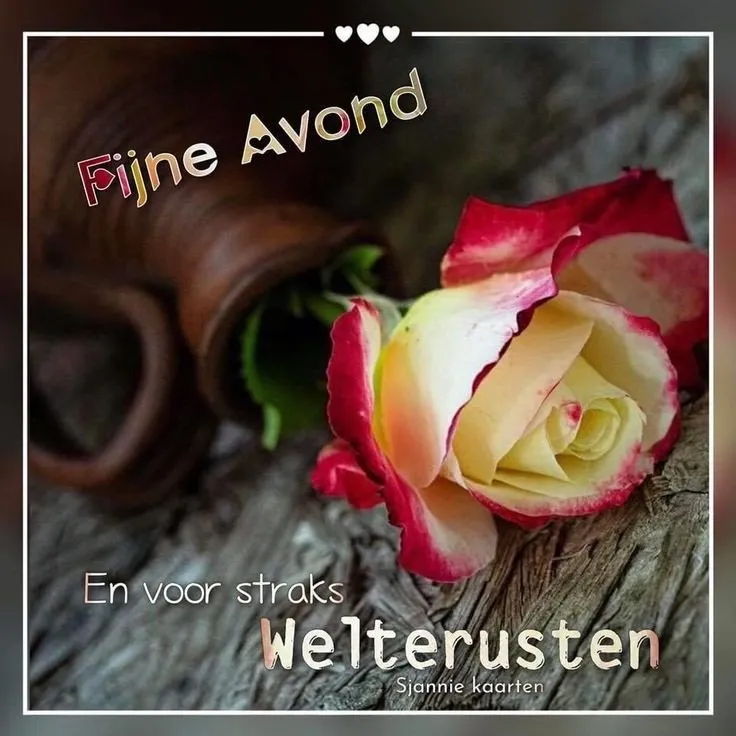 Roos met tekst "Fijne Avond" en "Welterusten" op een zachte achtergrond.