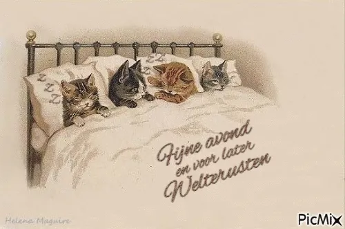 Vier kittens liggen samen op een bed met kussens, onder een deken.