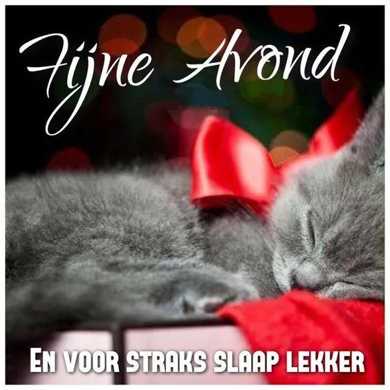 Een slapende kat met een rode strik, omgeven door sfeervolle lichten.