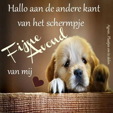 Hondje kijkt omhoog met tekst: "Hallo aan de andere kant van het schermpje."