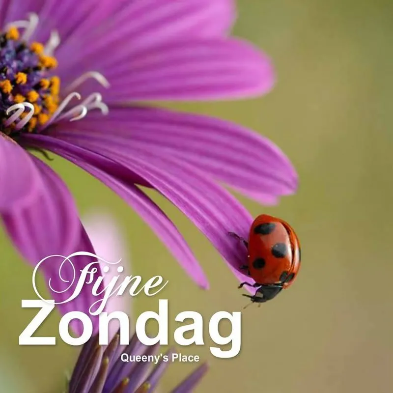 Een lieveheersbeestje kruipt op een paarse bloem.