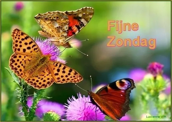 Drie vlinders zitten op een bloemenplant in een kleurrijke tuin. Fijne Zondag!