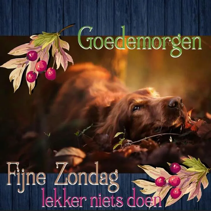 Hond ligt ontspannen op de grond tussen herfstbladeren, met een warme sfeer.