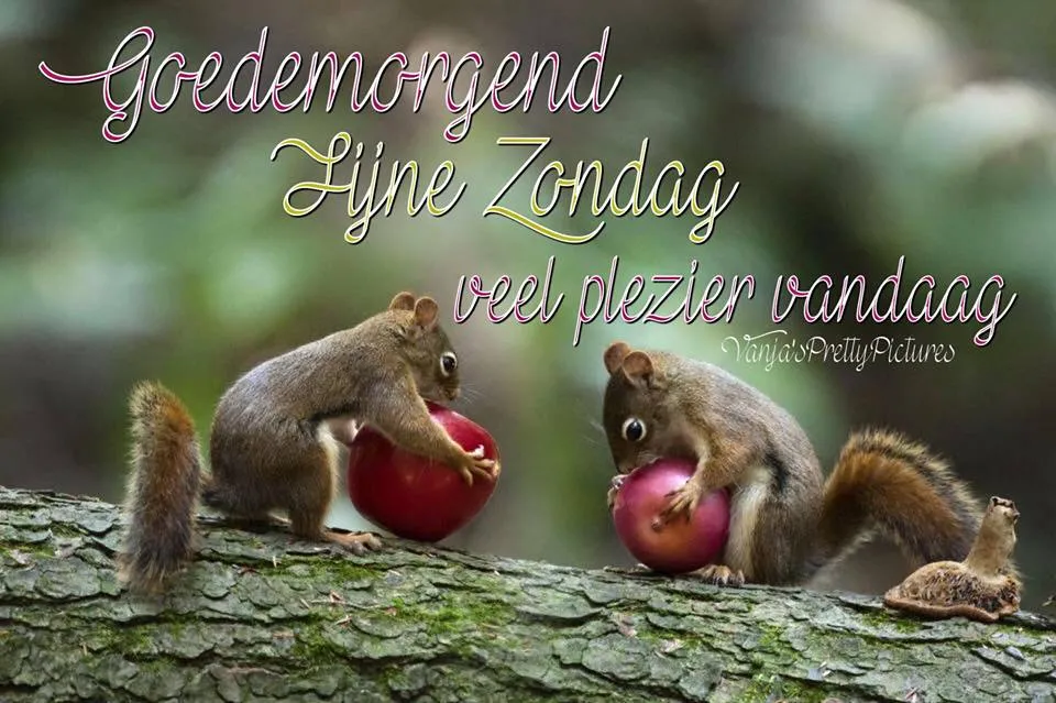 Twee eekhoorns genieten van appels op een boomstronk, met vrolijke tekst bovenaan.