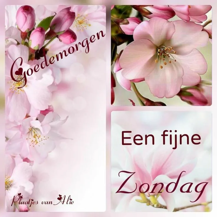 Roze bloesems met de tekst 'Goedemorgen' en 'Een fijne Zondag'.