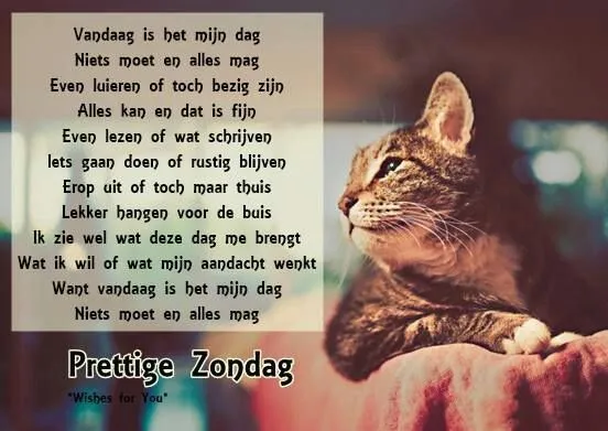 Tekst met positieve boodschap en een kat op de achtergrond.