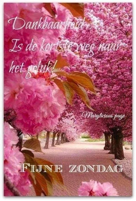 Bloeiende kersenbomen langs een pad met de tekst "Dankbaarheid is de kortste weg naar het geluk."