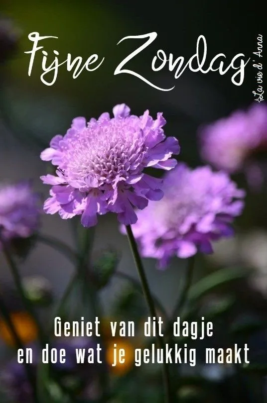 Paarse bloem met de tekst "Fijne Zondag" en een positieve boodschap.