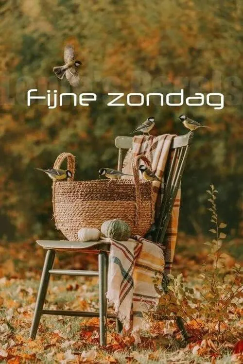 Een houten stoel met een mand en vogels, omringd door herfstbladeren. Fijne zondag!