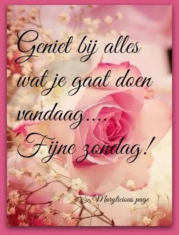 Roze roos met tekst: "Geniet bij alles wat je gaat doen vandaag. Fijne zondag!"