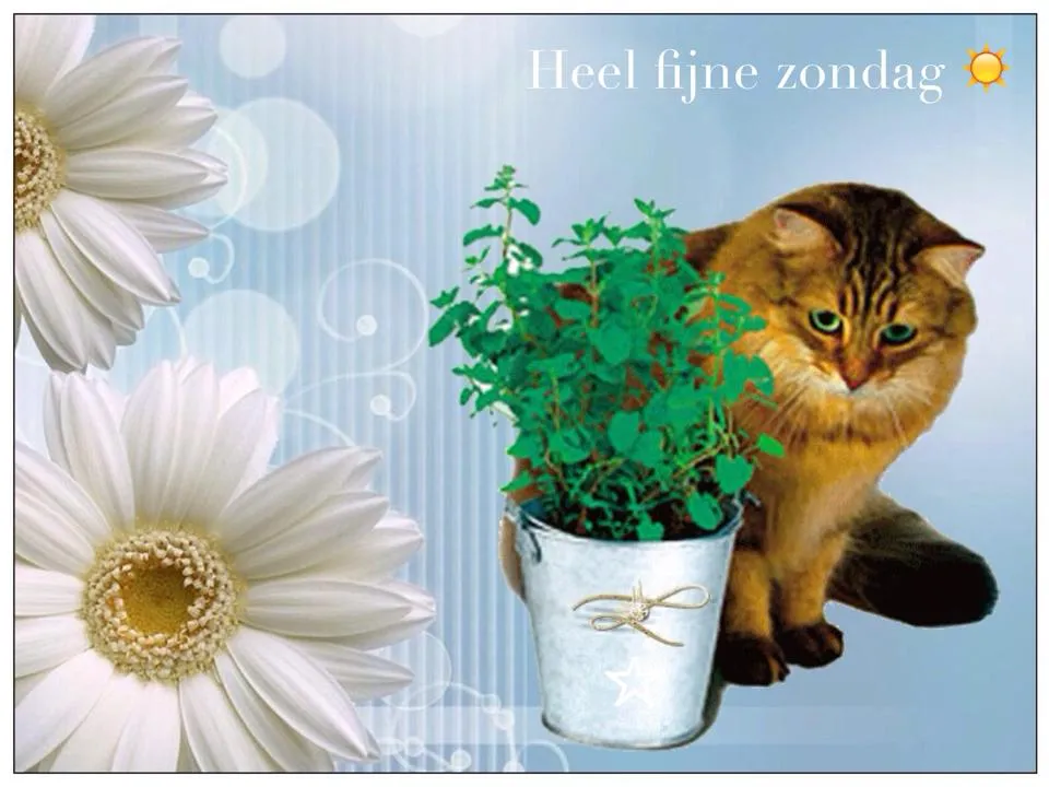 Een kat zit naast een bloempot met planten, omringd door bloemen.