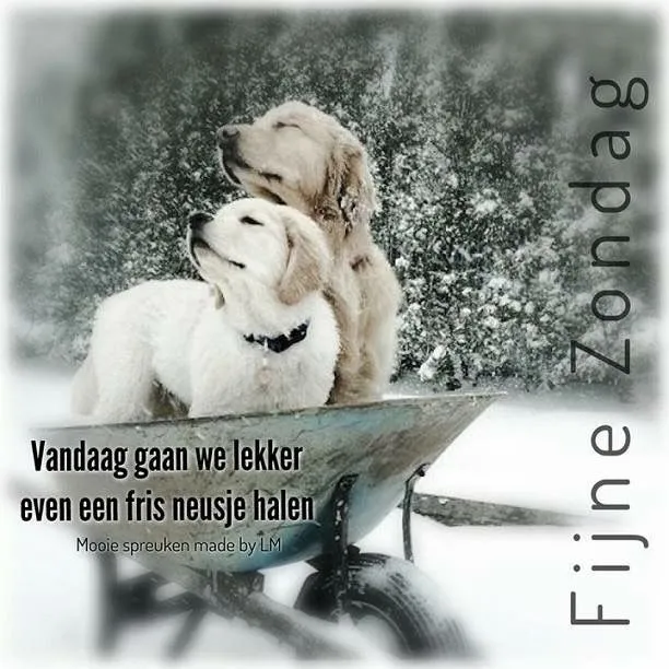 Twee honden in een sneeuwbedekte tuin, zittend in een kruiwagen.