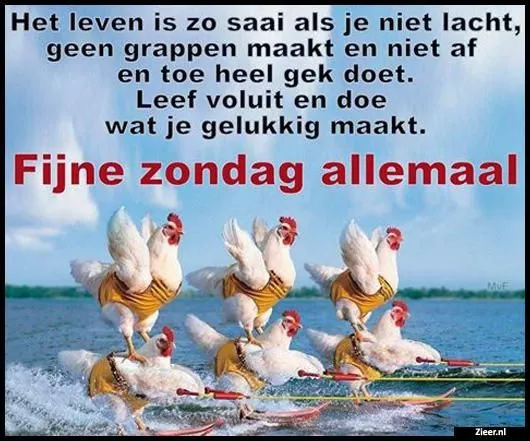 Vijf kippen in zwemvesten op een boot met de tekst: "Fijne zondag allemaal".