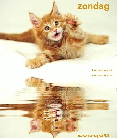 Een schattige oranje kitten speelt met zijn weerspiegeling op een glanzende ondergrond.