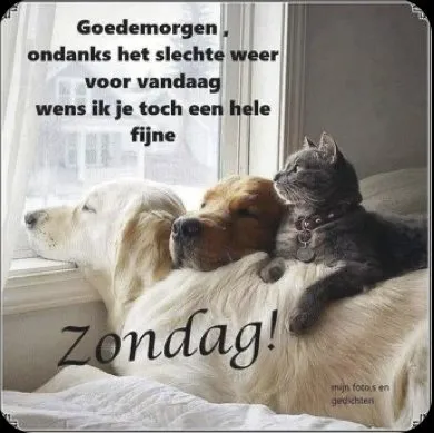 Twee honden en een kat liggen samen op een vensterbank bij regenachtig weer.