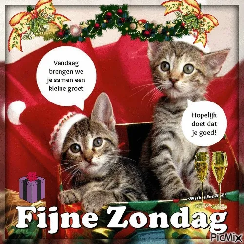 Twee schattige katten in een kerstdoos met feestelijke versieringen.