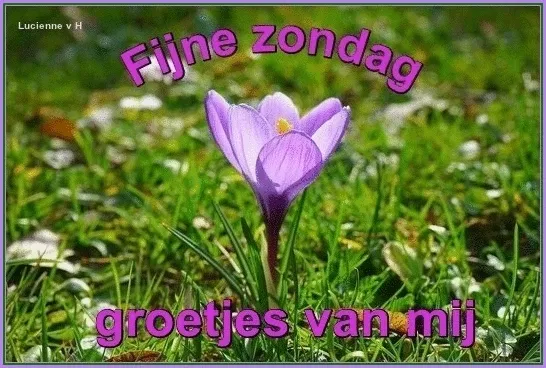 Paars bloemetje in gras met tekst: "Fijne zondag, groetjes van mij."