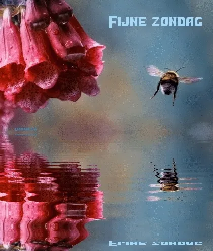 Een bij vliegt nabij een bloem met reflectie in het water. Tekst "Fijne zondag".