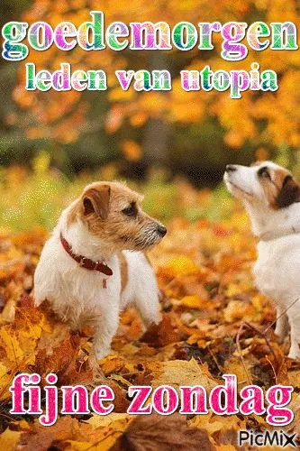 Twee honden in herfstbladeren met kleurrijke tekst bovenaan.