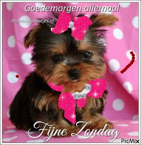 Een schattige puppy met glinsterende strikken op een roze achtergrond.