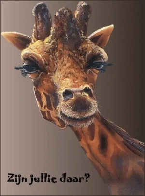 Giraffe met lange wimpers kijkt nieuwsgierig recht in de camera.