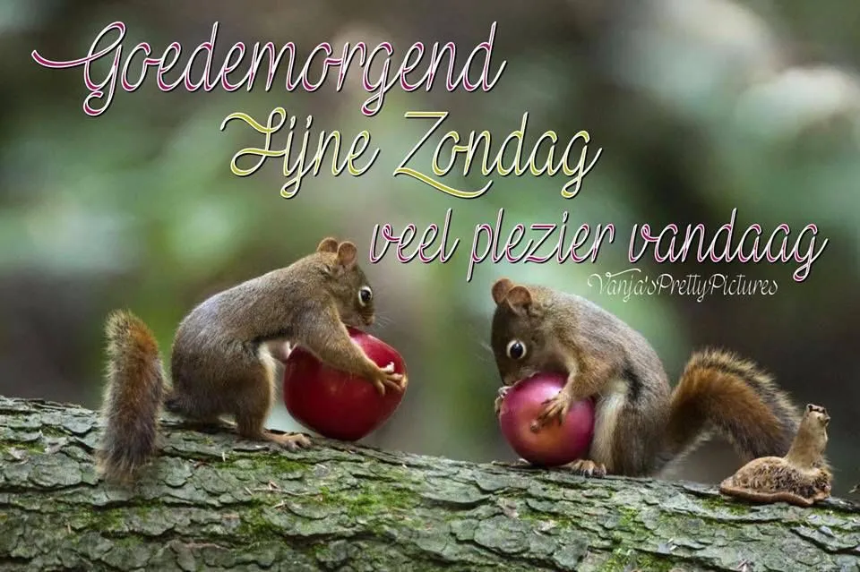 Twee eekhoorns op een tak, elk met een appel, met een wens voor een fijne zondag.