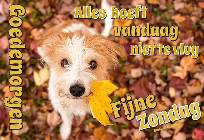 Een hondenkop met een blaadje in de mond, omringd door herfstbladeren.