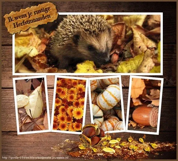 Egel tussen bladeren, met herfstdecoraties en gezellige elementen.