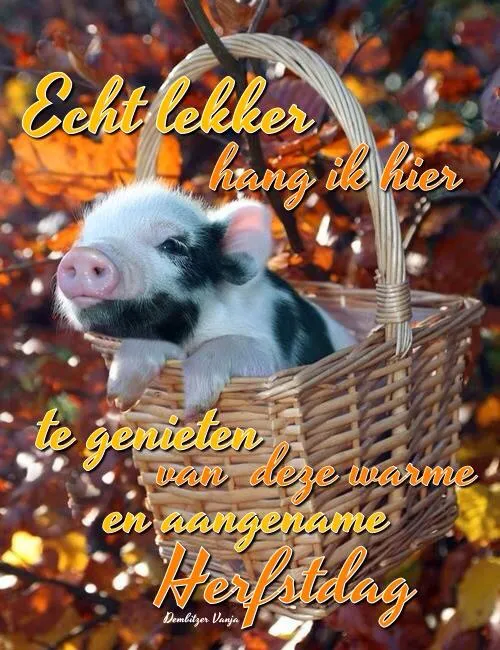 Een schattig varkentje in een mand te midden van herfstbladeren.