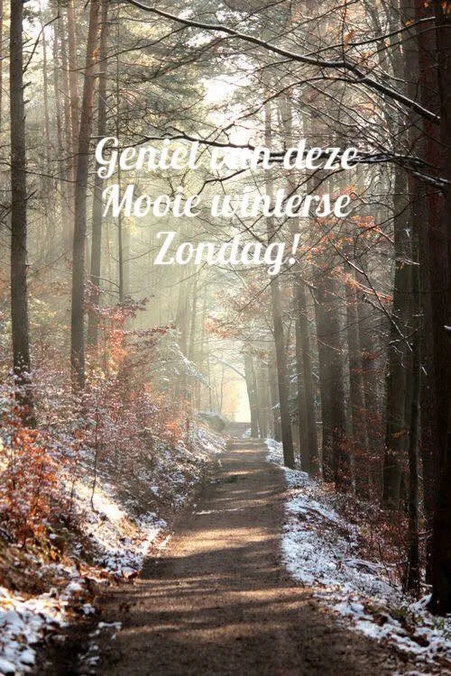 Een bosachtig pad met zonlicht dat door de bomen valt.