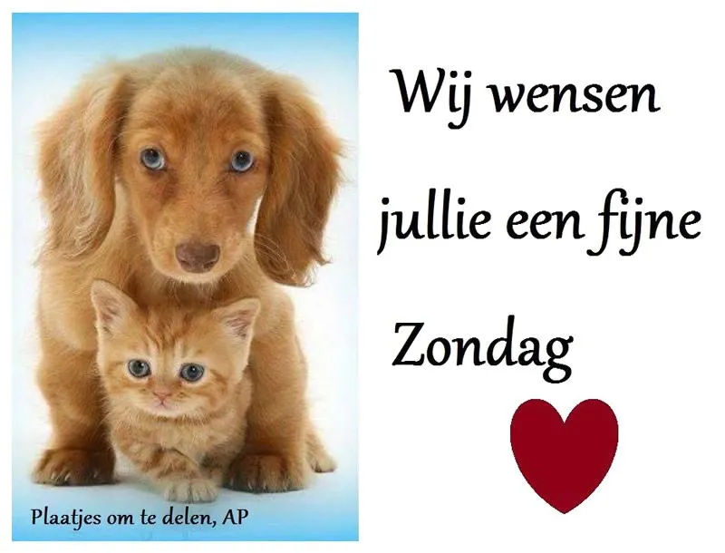 ᐅ fijne zondag tekst - Zondag plaatjes Schattige hond en kat met de tekst: "Wij wensen jullie een fijne Zondag."