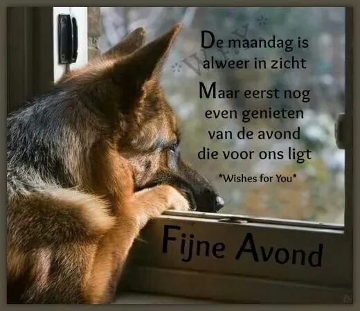 Hond kijkt naar buiten met tekst over het genieten van de avond.