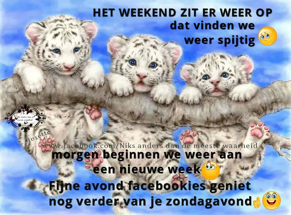 Drie schattige witte leeuwtjes zitten op een tak, met een tekst over het weekend.