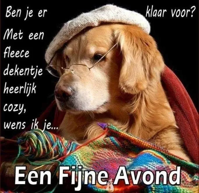 Een golden retriever in een hoed en bril, omringd door een deken, wenst een fijne avond.