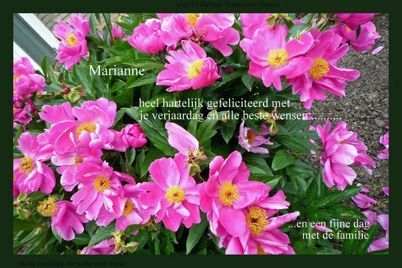 Roze bloemen met de tekst voor een verjaardagsgroet aan Marianne.