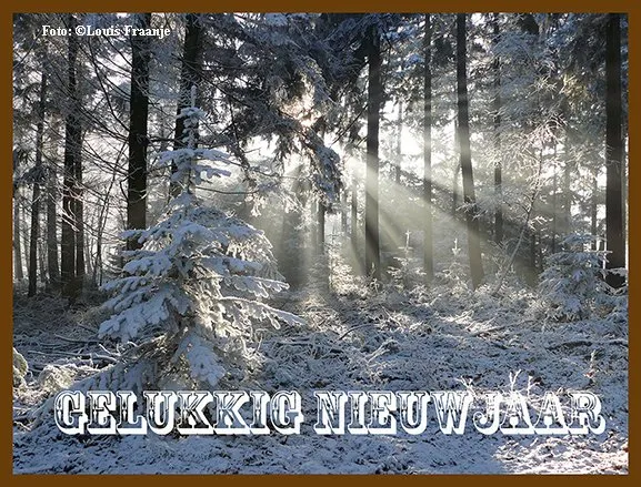 Sneeuwbedekte bomen in een bos met zonnestralen die door de takken schijnen.